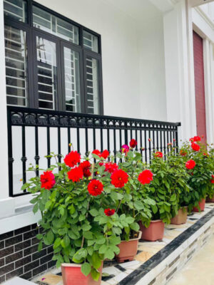 Biệt Thự 2 Tầng Mái Nhật - Hậu Lộc Thanh Hóa - Ảnh 10