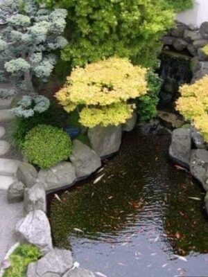 Một Số Mẫu Thiết Kế Tiêu Cảnh Đơn Giản - Ảnh 9